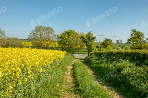Preview: Country Lane In The English Summertime.