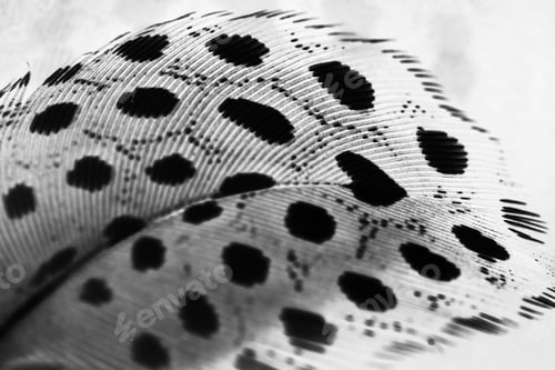 Preview: Guinea Hen Feather With Light Grey Background