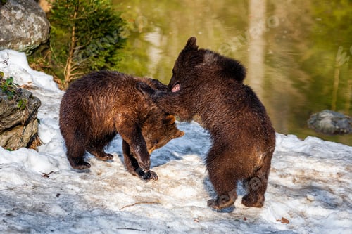Preview: Brown Bears (Ursus Arctos) In Lake Clark National Park, Alaska, Usa