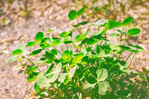 Preview: Green Clover Leaves On A Background Summer Landscape. St.Patrick 'S Day.