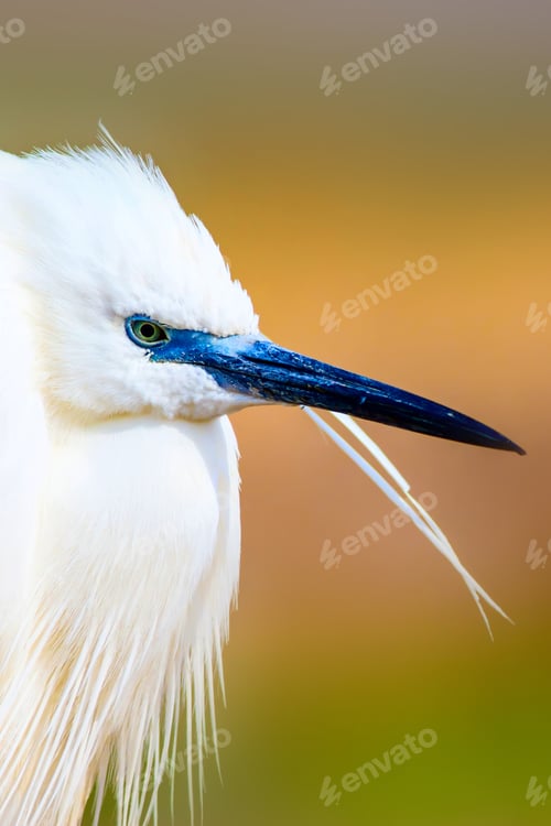 Preview: Cute White Bird. Heron. Nature Background.