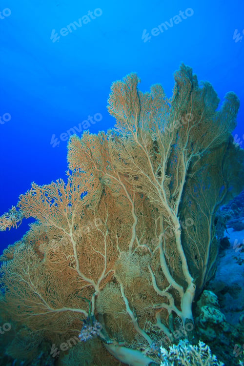 Preview: Gorgonian Fan Corals (Annella Mollis)