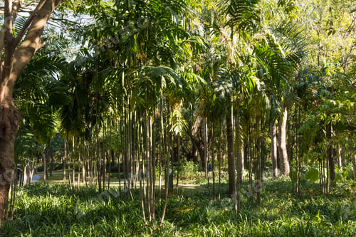 Preview: Beautiful Green Forest In A Natural Park Of Shenzhen, Southern China