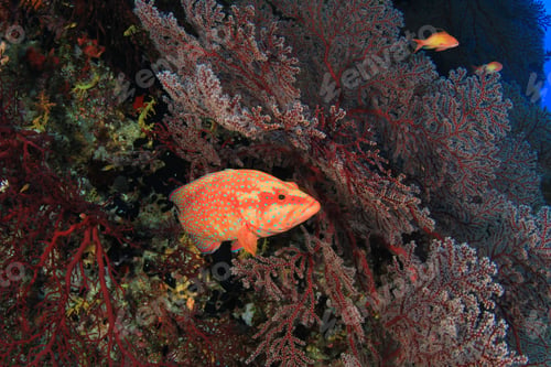 Preview: Coral Reef And Fish Underwater In Ocean
