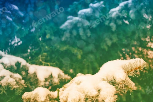 Preview: Blurred Christmas Background. Trees In The Snow. Winter Forest