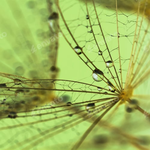 Preview: Dandelion Seeds With Water Drops On Colorful Background