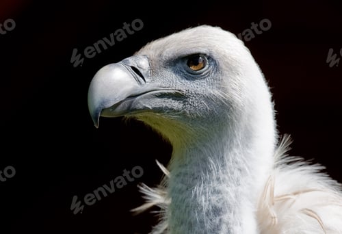 Preview: European Griffon Vulture (Gyps Fulvus Fulvus)