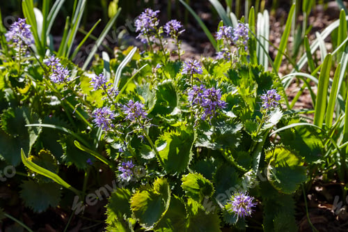 Preview: Synthyris Stellata In Spring Garden. Cultivation Of Unique And Rare Plants. Purple Flowers In The