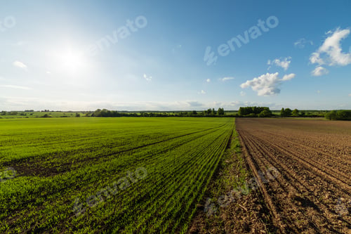 Preview: Cultivated Field And Blue Sky With Sun In Summer