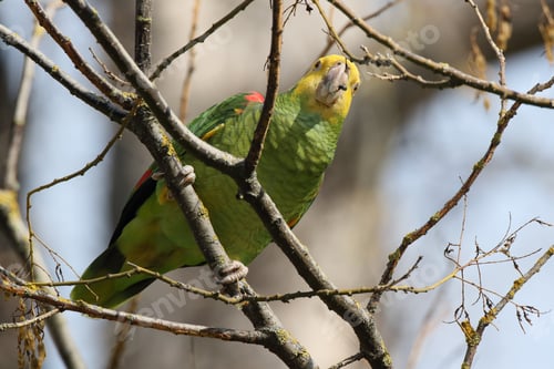 Preview: Yellow-Headed Amazon (Amazona Oratrix), Rosenstein Park, Stuttgart, Baden-Wuerttemberg