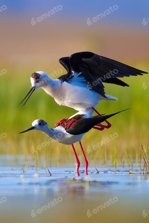 Preview: Romantic Birds. Blue Green Nature Background Black Winged Stilt