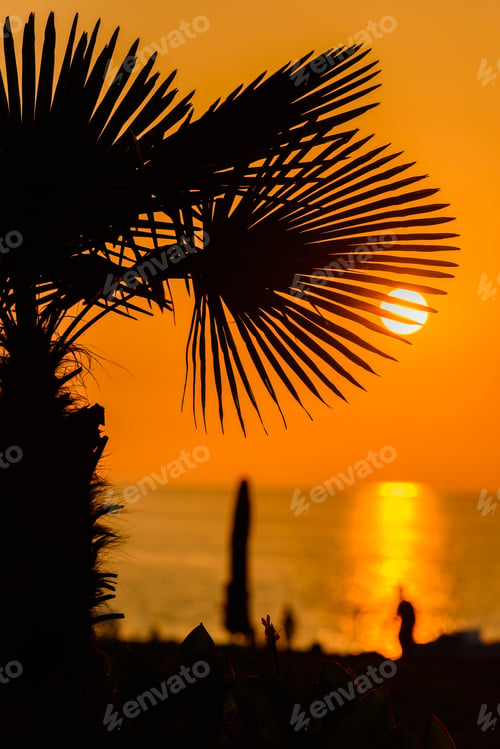 Preview: Sabal Palmetto Leaves On Sunset Beach Background