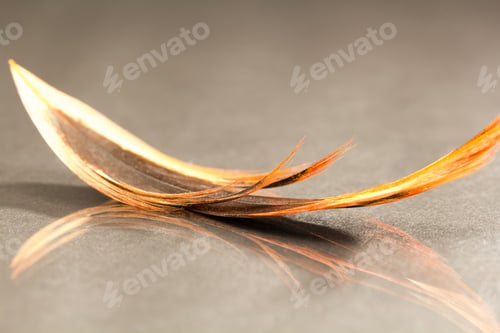 Preview: Colorful Rooster Feather With Details And Reflexions