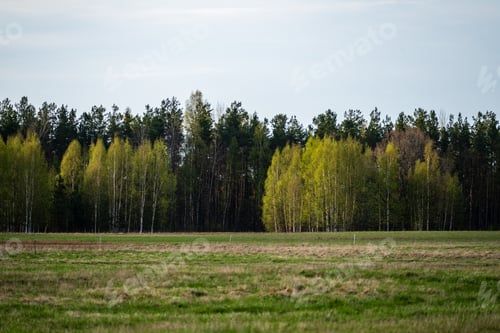 Preview: Plain Simple Countryside Spring Landscape With Fresh Green Meadows And Forests . Blue Sky Over