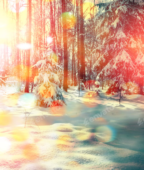 Preview: Forest In The Frost. Winter Landscape. Snow Covered Trees.