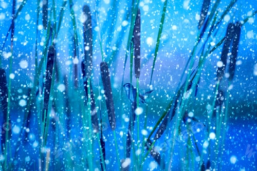 Preview: Winter Season And Nature. Falling Snow. Blue Nature Background.
