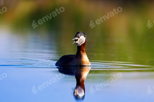 Preview: Swimming Red Necked Grebe. Colorful Water Background. Red Necked Grebe Podiceps Grisegena
