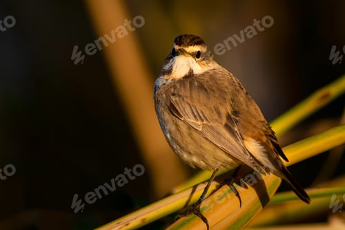 Preview: Cute Bird. Colorful Natural Background. Bird: Common Bird Bluethroat. Luscinia Svecica. Ankara