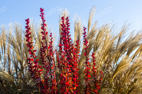 Preview: Purple Leaves On Bush Of Thunberg'S Barberry, Berberis Thunbergii, The Japanese Barberry, Or Red