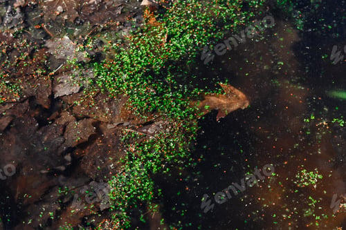 Preview: Background Of Leaves On The Ice Surface Of The Pond. Green Duckweed On The Surface Of The Ice.