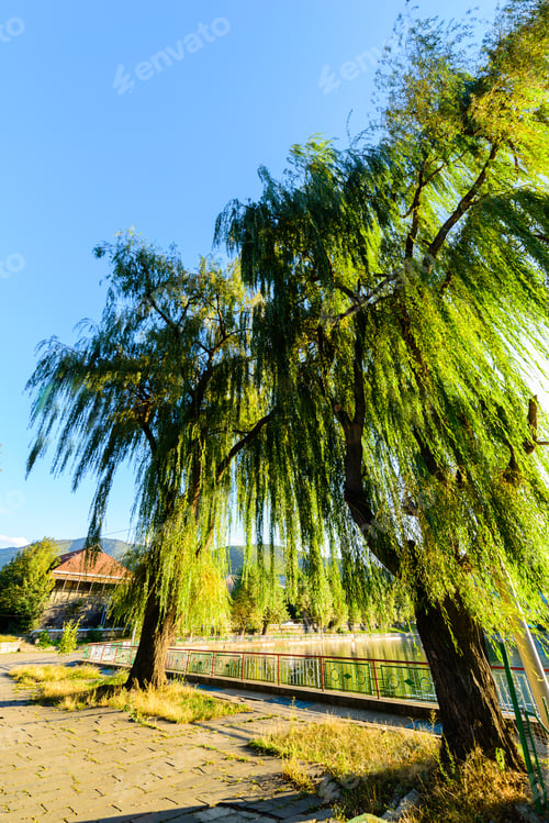 Preview: Willow Trees From Above, Armenia