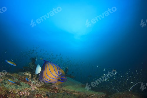 Preview: Coral Reef And Ocean With Blue-Ringed Angelfish