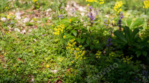 Preview: Yellow Blossoms