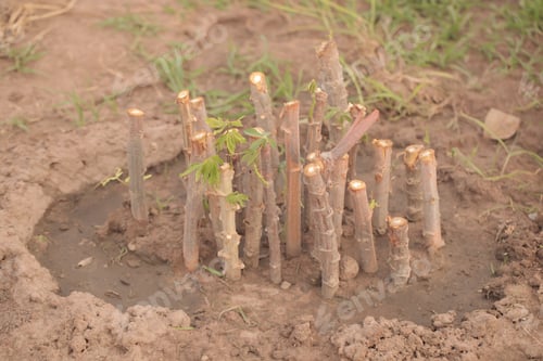 Preview: Nature Food Close Up - Photography Of Bright Green Manioc Leafs And Brown Tuberous Etable Roots