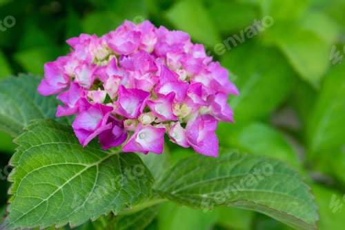 Preview: The Inflorescence Of Hydrangea Closeup. Flower Of Hydrangea In Natural Background.