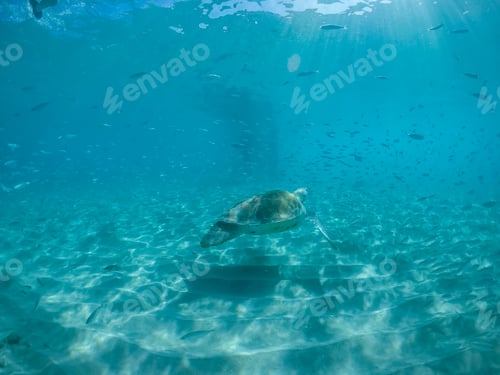 Preview: Swimming With Fish And Turtles Views Around The Small Caribbean Island Of Curacao