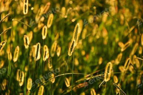 Preview: Yellow Foxtail (Setaria Glauca)