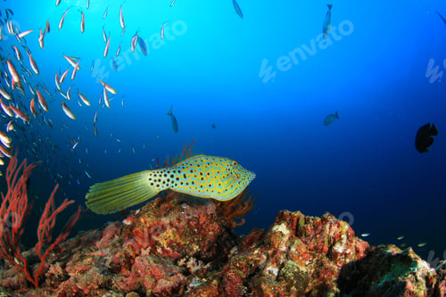 Preview: Scribbled Filefish