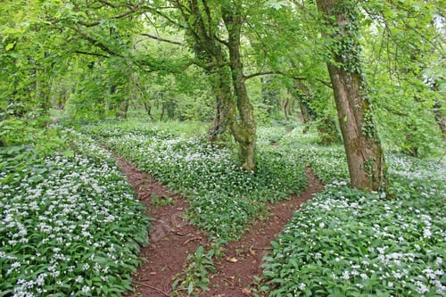 Preview: Path Through A Wood In Spring