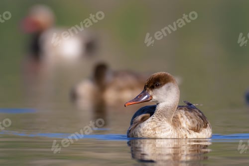Preview: Swimming Duck. Red Crested Pochard. Netta Rufina. Mogan Lake.