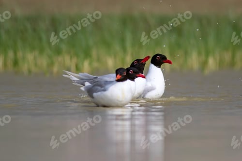 Preview: White Gulls. Blue Green Nature Background. Bird: Mediterranean Gull. Ichthyaetus Melanocephalus.