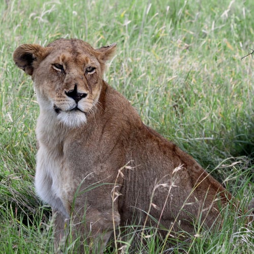 Preview: Lioness In The Serengeti National Park, Tanzania