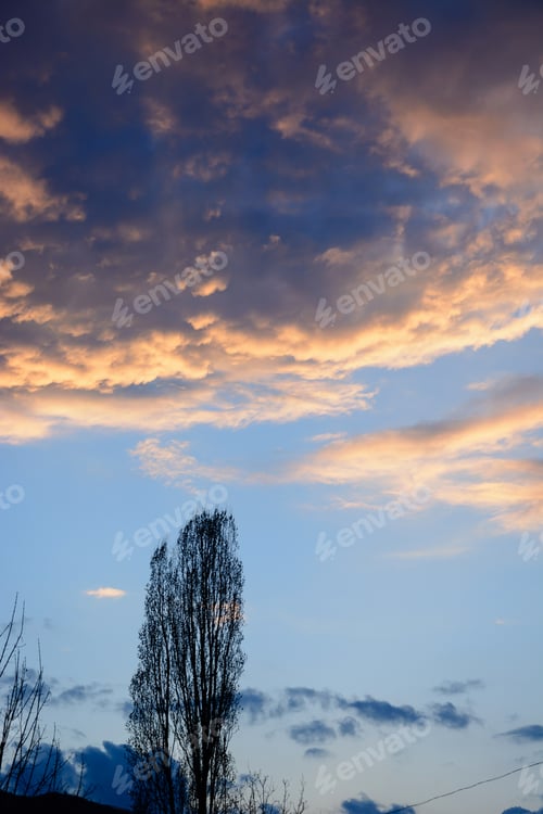 Preview: Altocumulus Clouds Illuminated By Sunset And Tree Silhouettes