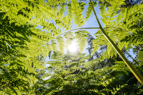 Preview: Beautiful Green Fern Leaves Under Sunlight In The Woods From Below. View Up