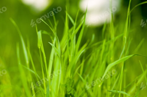 Preview: Spring Or Summer Natural Abstract Background With Grass In The Garden