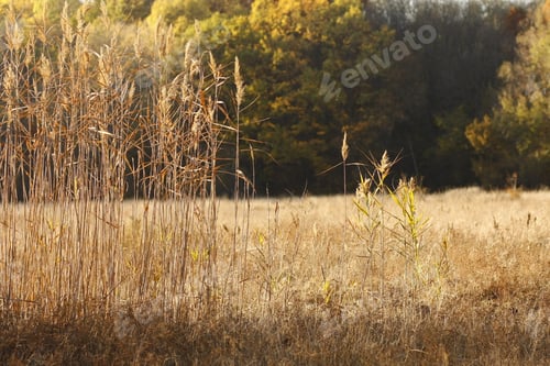 Preview: Autumnal Tall Grasses in a Rural Setting