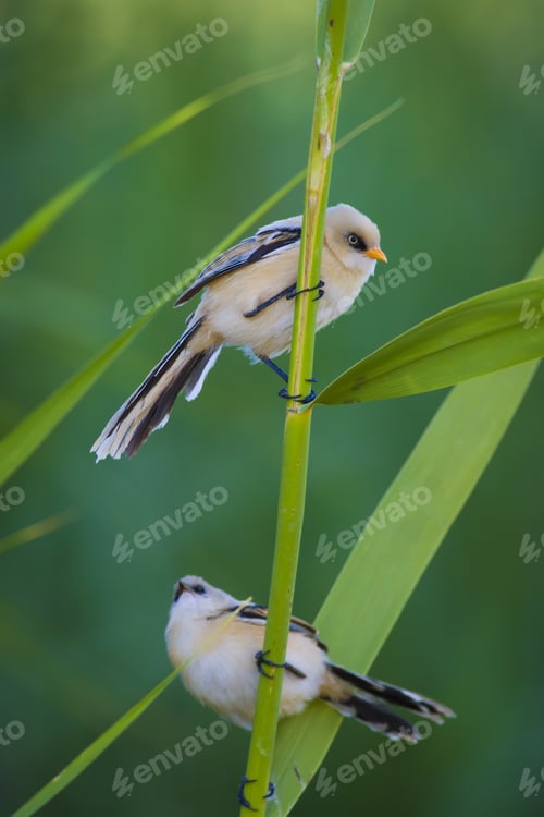 Preview: Cute Bird. Green Nature Background. Bearded Reedling / Panurus Biarmicus