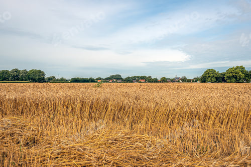 Preview: Partly Threshed Field With Ripe Wheat. The Photo Was Taken On A Summer Day Near The Dutch Village