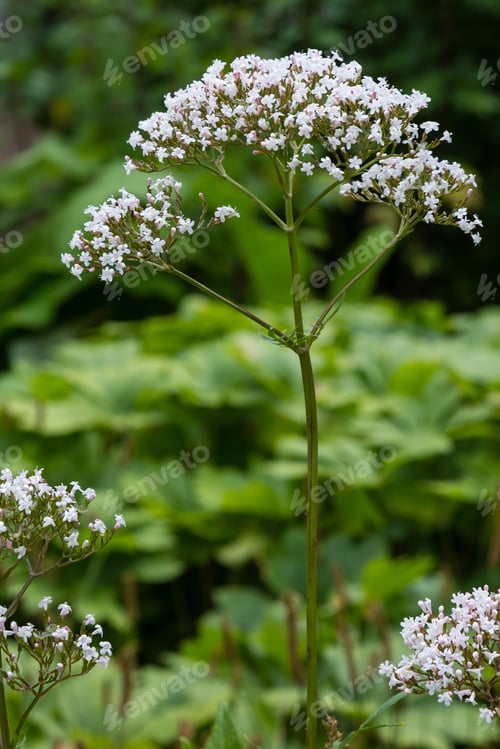 Preview: Valeriana Officinalis In Garden. Flowers Of Valeriana Officinalis. Cultivation Of Medicinal Plants