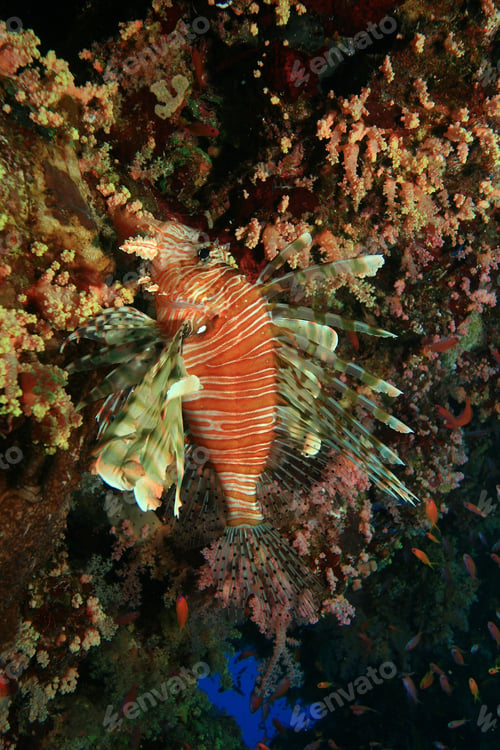 Preview: Lionfish Hiding In Coral Reef