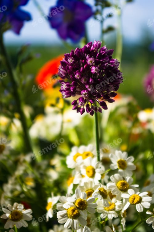 Preview: A Colorful Bouquet Of Bright Spring Flowers Of Various Types, Close-Up