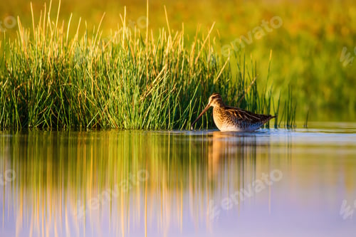 Preview: Water Bird Snipe. Green Yellow Nature Background Common Snipe / Gallinago Gallinago