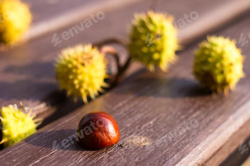 Preview: Horse Chestnut Buckeye Conker On A Wooden Surface, Autumn Background, Close Up