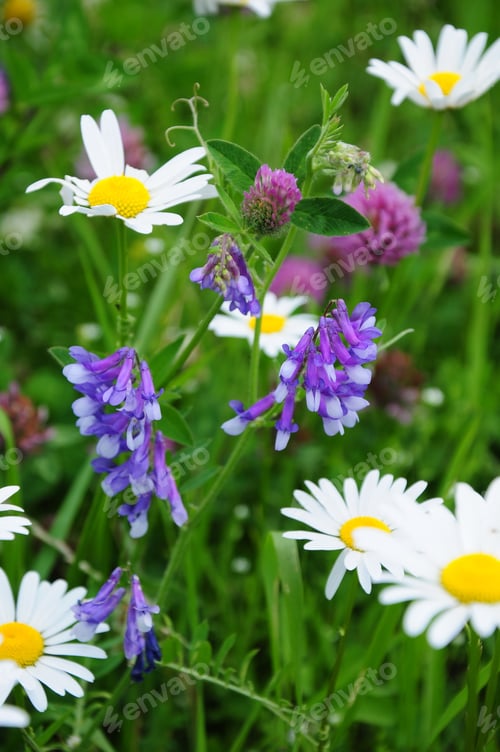 Preview: Summer Flowers