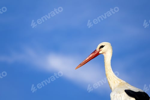 Preview: Cute Bird Stork. Isolated On Nature Background White Stork Ciconia Ciconia