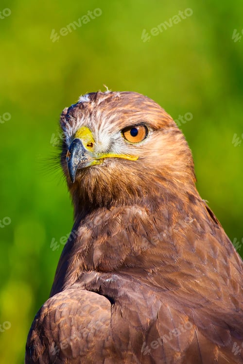 Preview: Bird Of Prey. Portrait Of Buzzard. Green Nature Background.